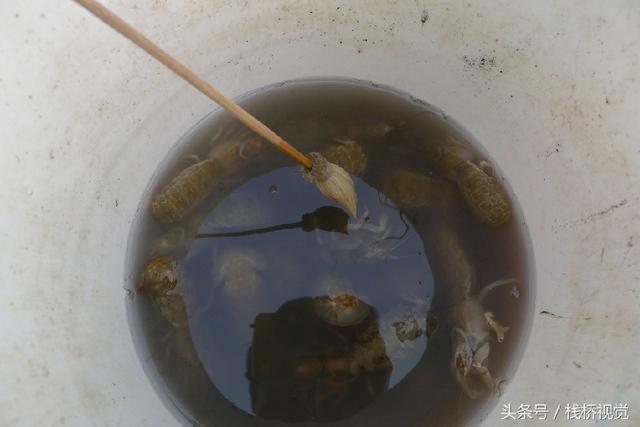 青岛前海盛产皮皮虾七旬老人两小时能捕上百只