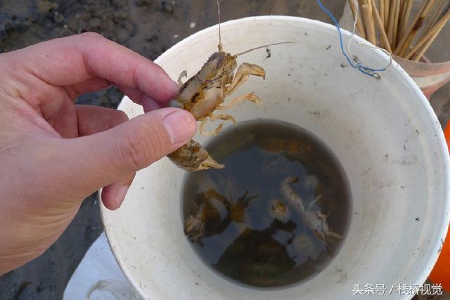 青岛前海盛产皮皮虾七旬老人两小时能捕上百只