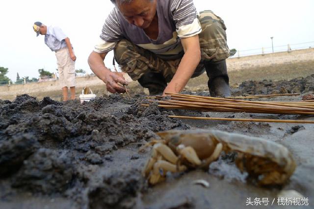 青岛前海盛产皮皮虾七旬老人两小时能捕上百只