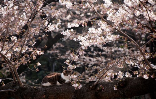 日本东京樱花盛放 猫咪陶醉春光成风景（图）