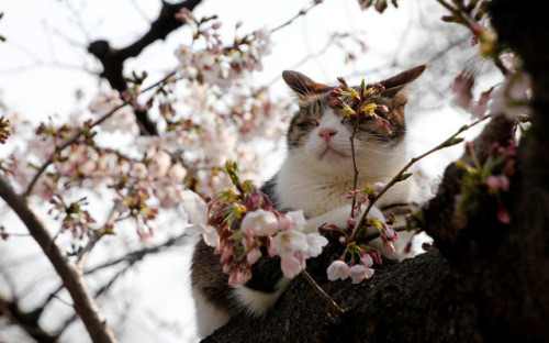 日本东京樱花盛放 猫咪陶醉春光成风景（图）