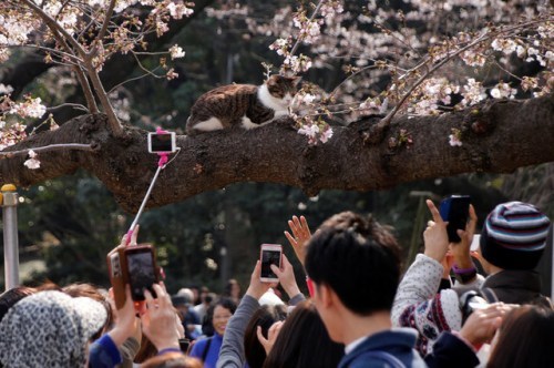 日本东京樱花盛放 猫咪陶醉春光成风景（图）