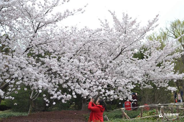 高清：赏花划船放风筝 清明节世纪公园人鼓了