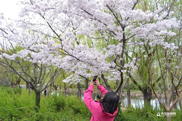高清：赏花划船放风筝 清明节世纪公园人鼓了