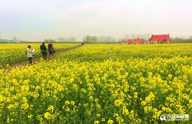 高清：西海岸再现'耀眼黄' 油菜花华丽绽放