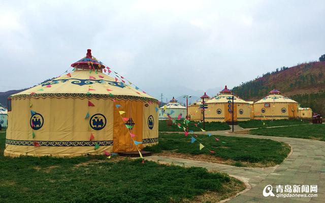 高清：西海岸再现'耀眼黄' 油菜花华丽绽放