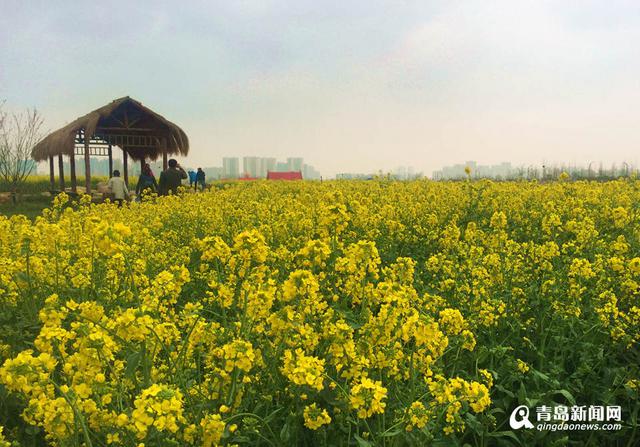 高清：西海岸再现'耀眼黄' 油菜花华丽绽放