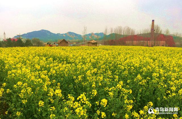 高清：西海岸再现'耀眼黄' 油菜花华丽绽放
