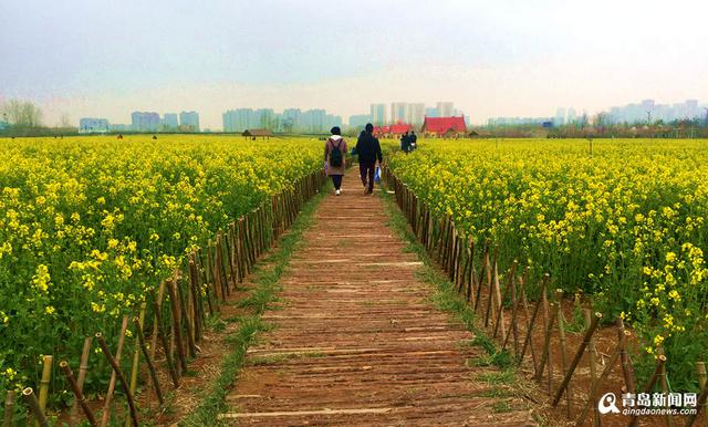 高清：西海岸再现'耀眼黄' 油菜花华丽绽放
