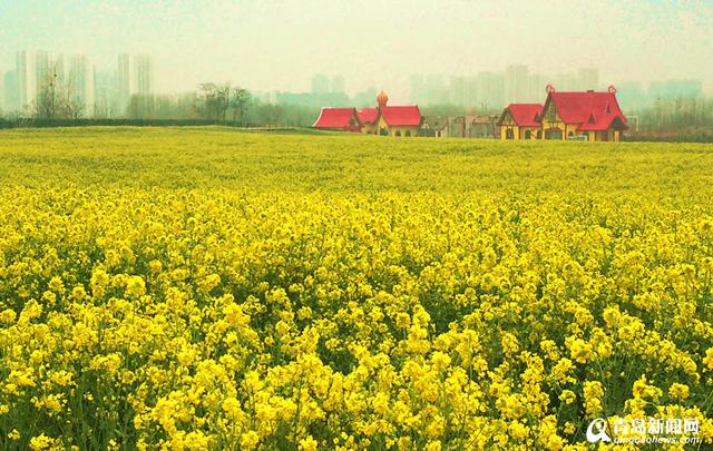 高清：西海岸再现'耀眼黄' 油菜花华丽绽放