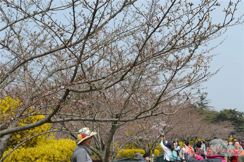 中山公园神奇樱花大道 南北景色大不同