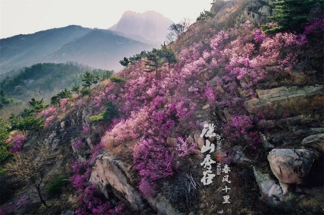 春来飞红大珠山 万亩杜鹃花海奇丽壮观