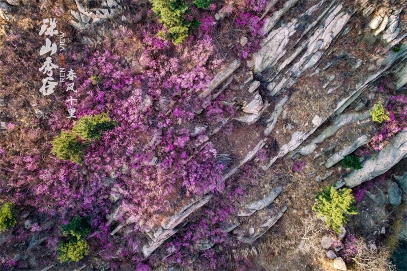 春来飞红大珠山 万亩杜鹃花海奇丽壮观