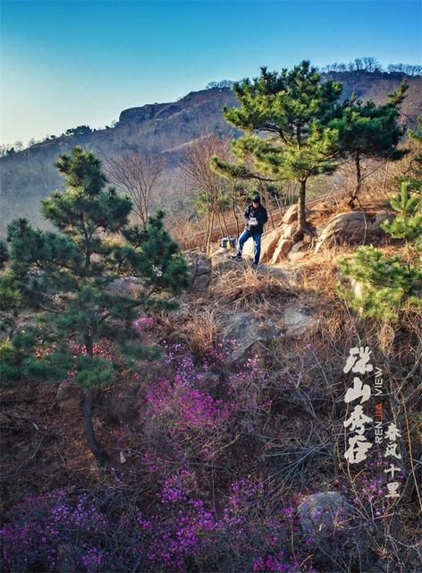 春来飞红大珠山 万亩杜鹃花海奇丽壮观