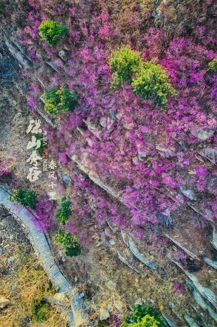 春来飞红大珠山 万亩杜鹃花海奇丽壮观