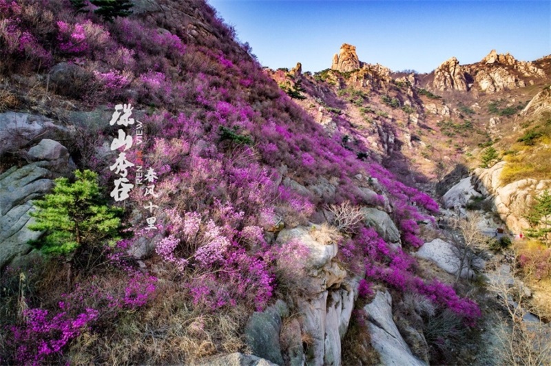 春来飞红大珠山 万亩杜鹃花海奇丽壮观