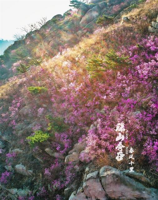 春来飞红大珠山 万亩杜鹃花海奇丽壮观