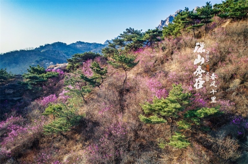 春来飞红大珠山 万亩杜鹃花海奇丽壮观