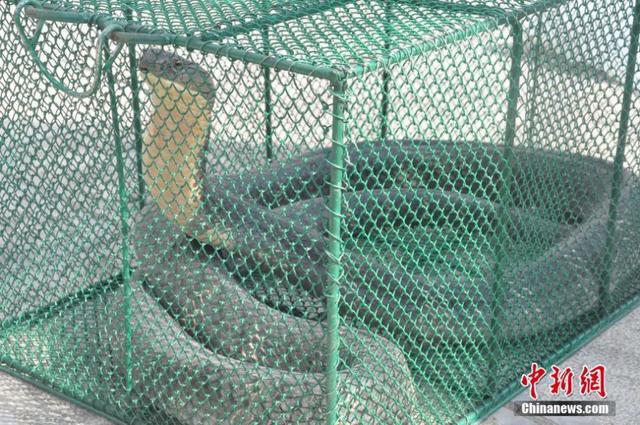 5米长眼镜王蛇闯入民宅 男子被吓尿失禁