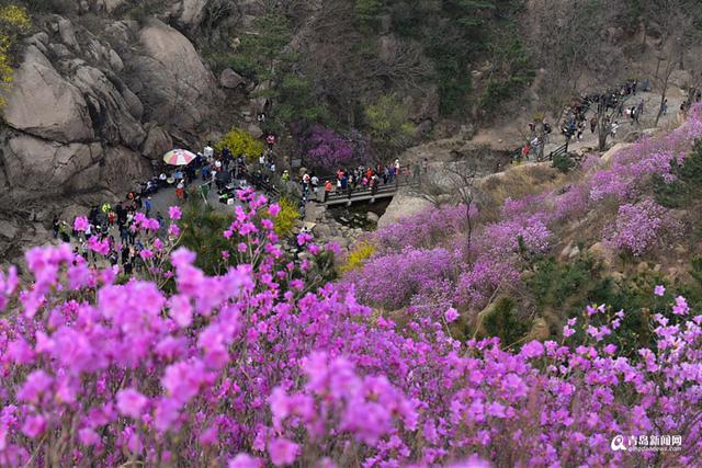 高清：雨后杜鹃迎盛花期 珠山秀谷成梦幻花海