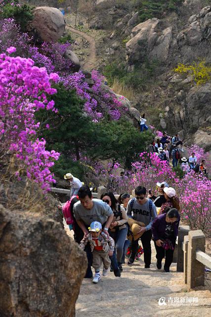 高清：雨后杜鹃迎盛花期 珠山秀谷成梦幻花海
