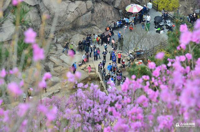 高清：雨后杜鹃迎盛花期 珠山秀谷成梦幻花海