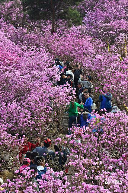 高清：雨后杜鹃迎盛花期 珠山秀谷成梦幻花海