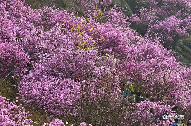 高清：雨后杜鹃迎盛花期 珠山秀谷成梦幻花海