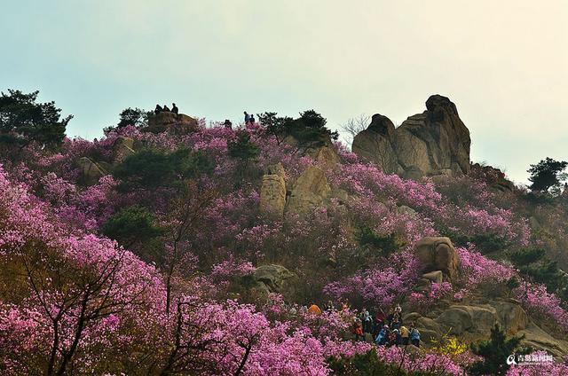 高清：雨后杜鹃迎盛花期 珠山秀谷成梦幻花海