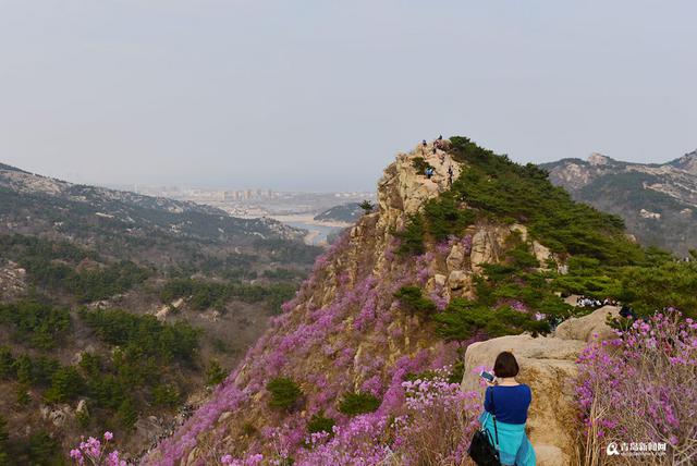 高清：雨后杜鹃迎盛花期 珠山秀谷成梦幻花海