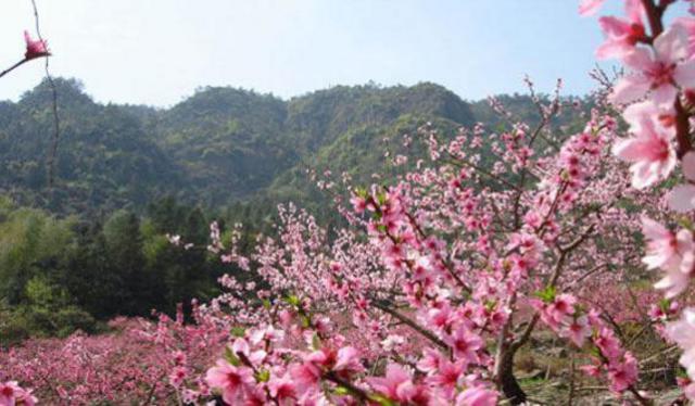 青岛'十里桃花'何处寻 这篇攻略给你指路(图)