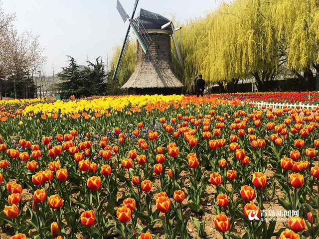 高清:周末到世博园赏花啦 欧洲名贵花海节开幕