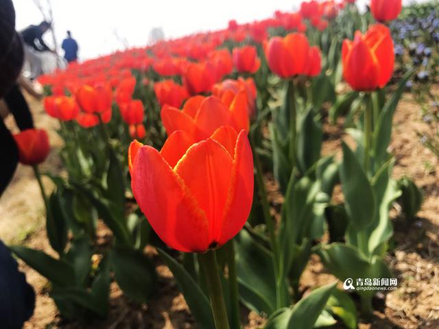 高清:周末到世博园赏花啦 欧洲名贵花海节开幕