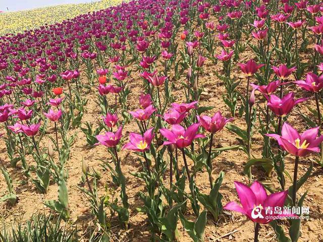 高清:周末到世博园赏花啦 欧洲名贵花海节开幕