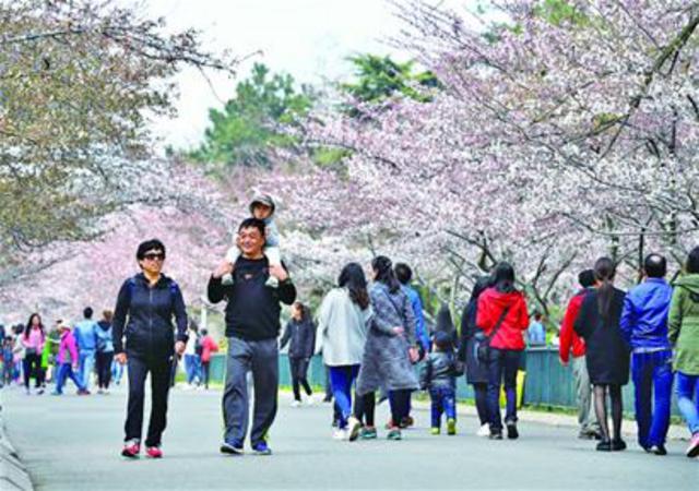最新花期预报 中山公园单樱本周末进入最佳