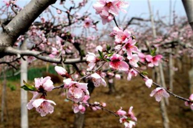 最新花期预报 中山公园单樱本周末进入最佳