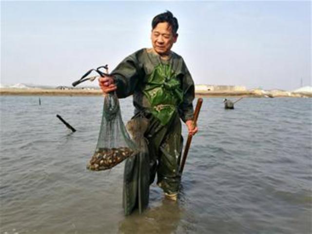 白马河入海口现新奇贝类 象鼻蛤鲜到上瘾