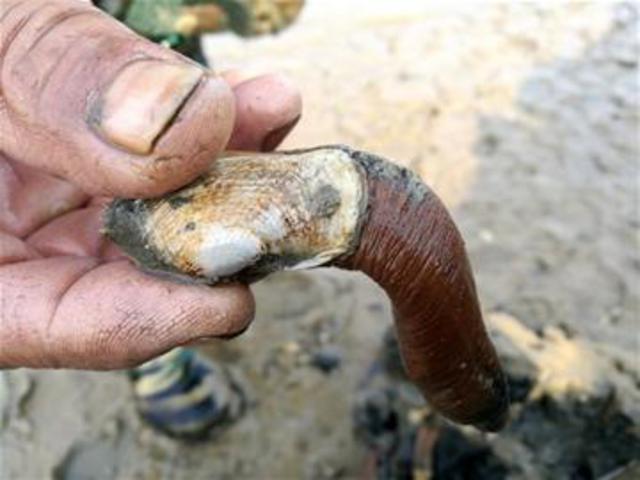 白马河入海口现新奇贝类 象鼻蛤鲜到上瘾