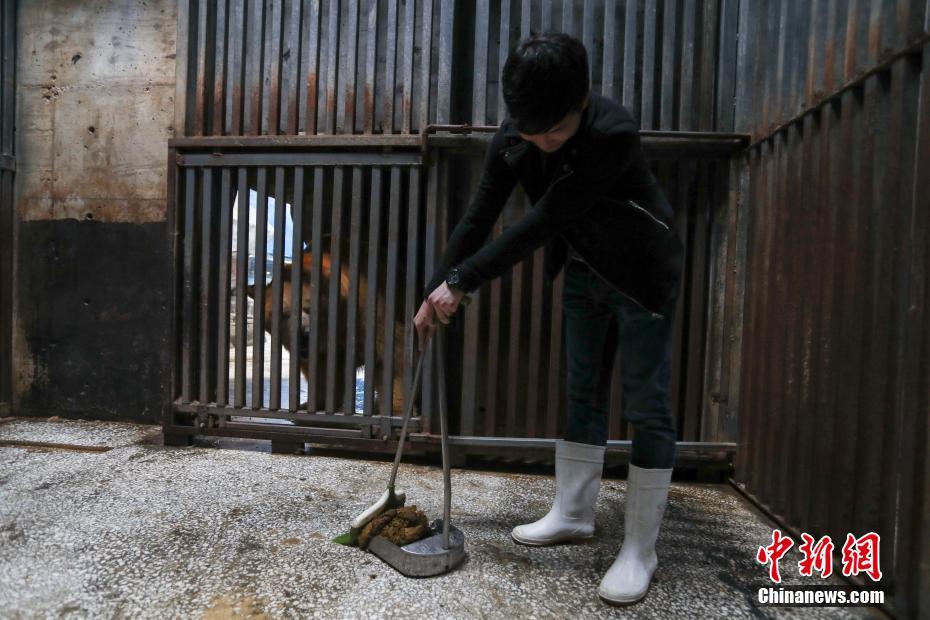 武汉现“北极熊铲屎官” 提前一星期预约名额