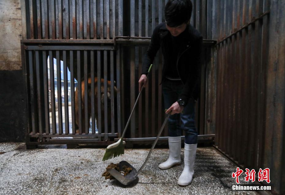 武汉现“北极熊铲屎官” 提前一星期预约名额