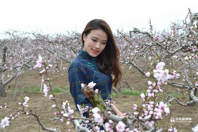 高清：胶州万亩桃花盛开 万朵红中上演模特秀