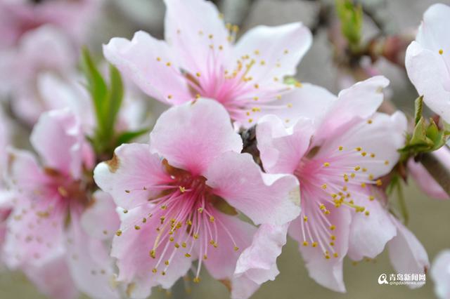 高清：胶州万亩桃花盛开 万朵红中上演模特秀