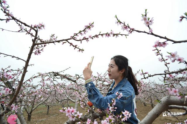 高清：胶州万亩桃花盛开 万朵红中上演模特秀