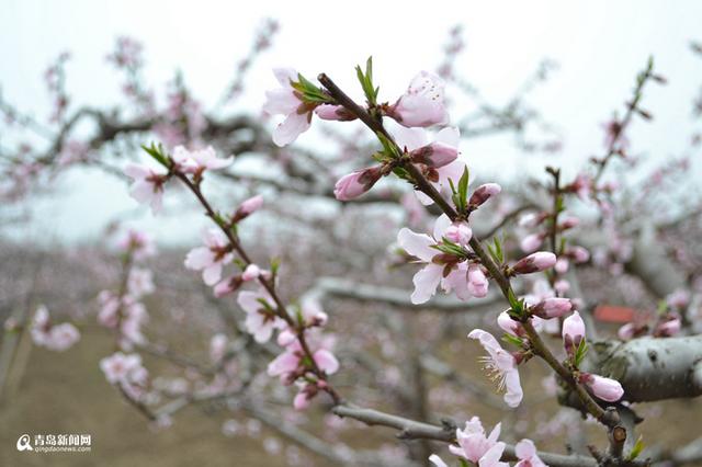 高清：胶州万亩桃花盛开 万朵红中上演模特秀