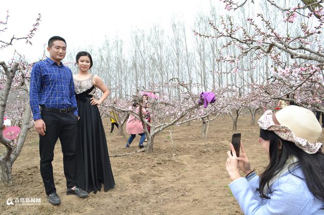 高清：胶州万亩桃花盛开 万朵红中上演模特秀