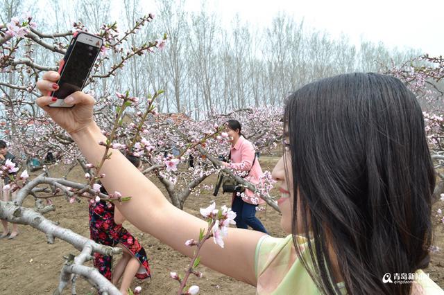 高清：胶州万亩桃花盛开 万朵红中上演模特秀