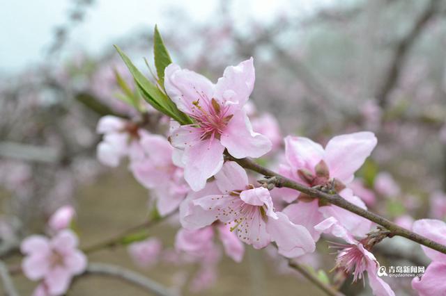 高清：胶州万亩桃花盛开 万朵红中上演模特秀