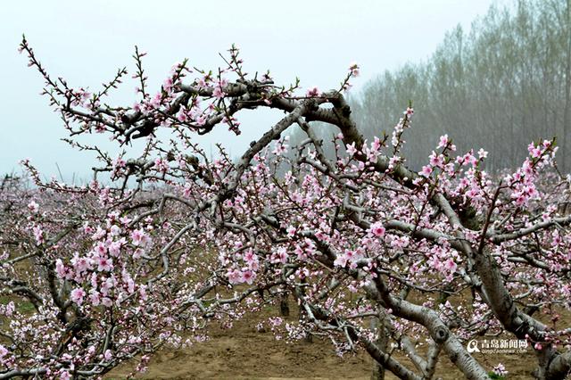 高清：胶州万亩桃花盛开 万朵红中上演模特秀