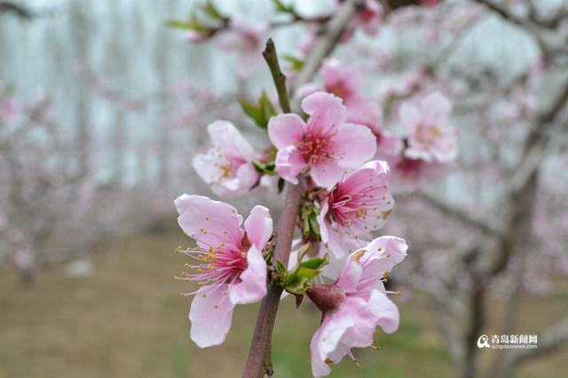 高清：胶州万亩桃花盛开 万朵红中上演模特秀