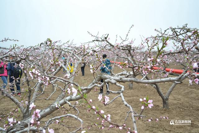 高清：胶州万亩桃花盛开 万朵红中上演模特秀
